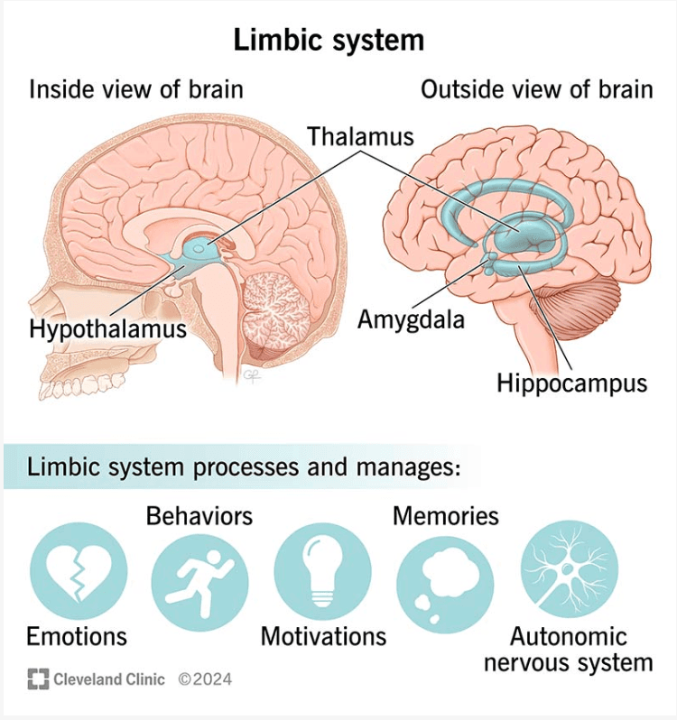 Understanding Nervous System Dysregulation: Why We Freeze, Fight, Flee, or Fawn and How to Find Safety Again