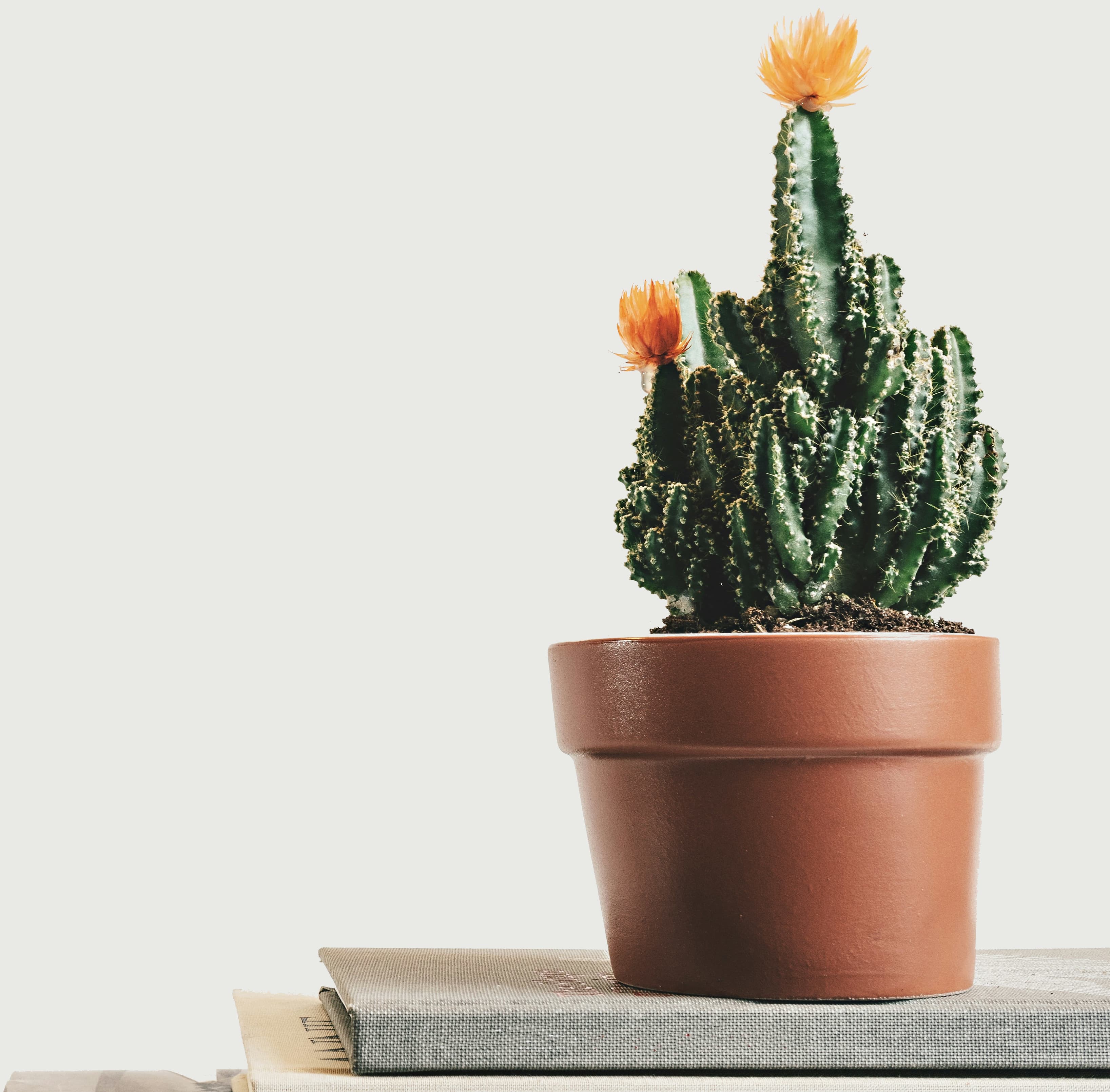 Blooming potted cactus